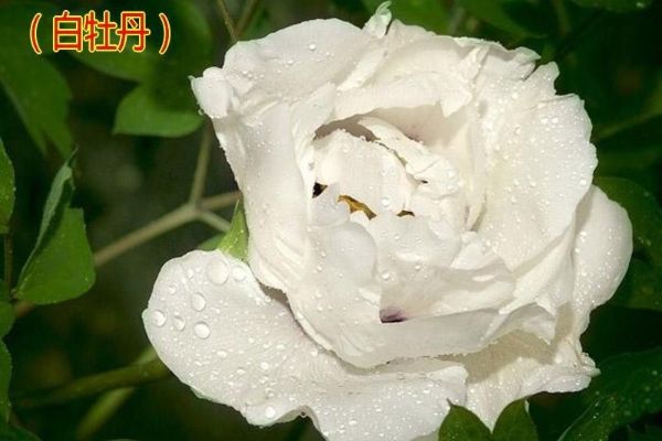 刘兰芳_白牡丹行动-夸克云盘下载