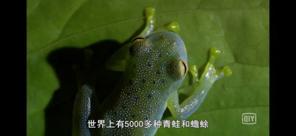 BBC纪录片_神奇的青蛙-夸克云盘下载